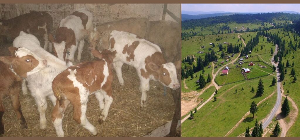 Viorel Ghic: Gata cu samsarii de animale la Mărișel! Crescătorii de animale vor putea să-și vândă vițeii fără intermediari