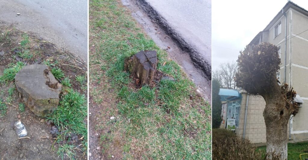 Raul Matei: Toaletările agresive aplicate arborilor din Brad îi predispune îmbolnăvirii. S-a dovedit că peste ani arborii s-au uscat