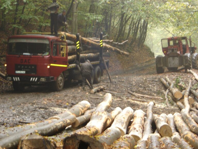 Goțiu: Peste 110 firme private și ocoale silvice Romsilva și-au pierdut dreptul de a mai tăia pădurea
