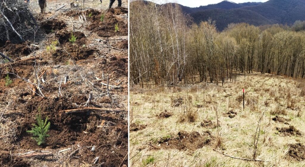 460.000 de puieți forestieri vor fi plantați de Direcția Silvică Hunedoara
