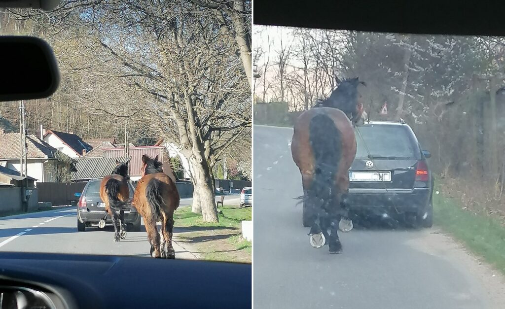 VIDEO Un cal legat cu sfoară de o mașină aflată în mers, în Someșu Rece! Poliția animalelor s-a autosesizat!