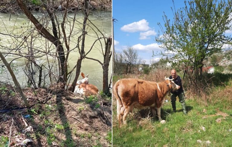 Pompierii brădeni au salvat o văcuță rămasă blocată pe malul Crișului Alb, în Brad