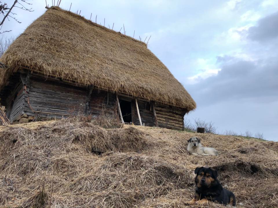 Mare greblare în Apuseni