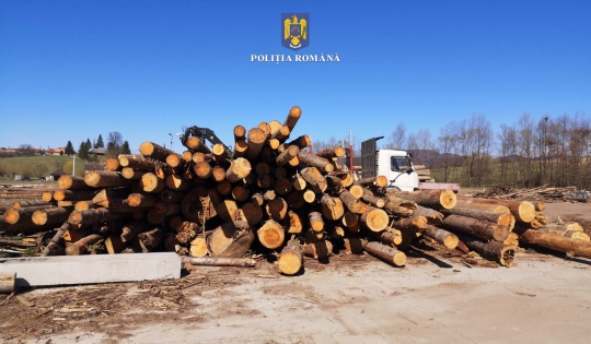 Peste 180 de metri cubi de material lemnos au fost confiscați în Aleșd, Bratca și Curățele de către polițiștii bihoreni