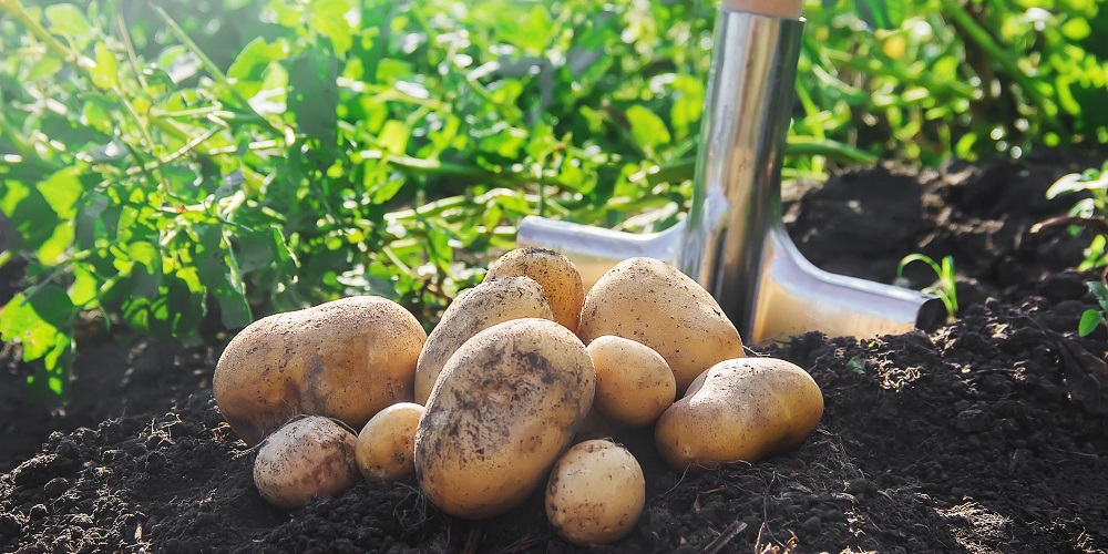Agricultorii care cultivă cartofi pot primi 200 € pe hectar de la stat