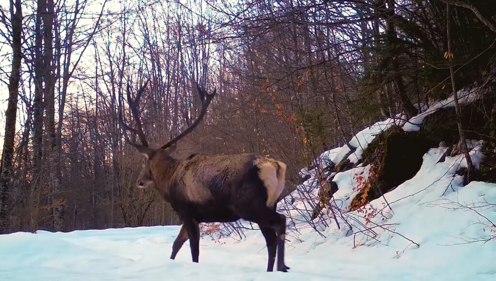 (VIDEO) Un cerb incredibil de frumos a fost filmat în Parcul Natural Apuseni