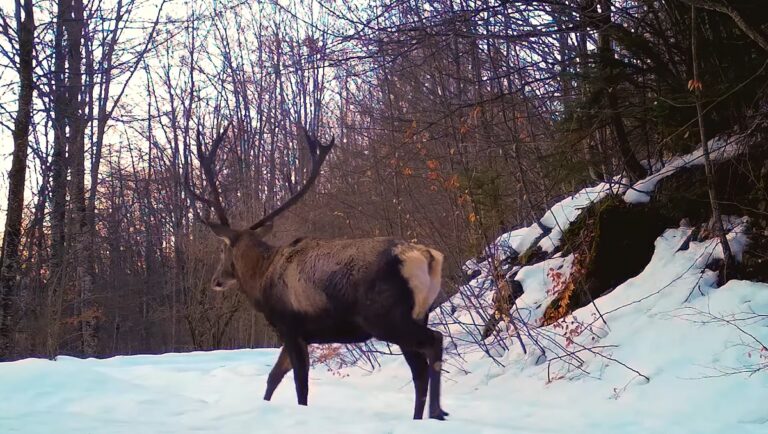 (VIDEO) Un cerb incredibil de frumos a fost filmat în Parcul Natural Apuseni