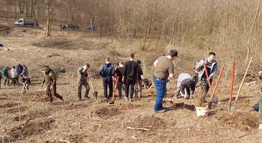 (VIDEO) 1.500 de puieți forestieri de gorun de mai mulți studenți orădeni de la Silvicultură