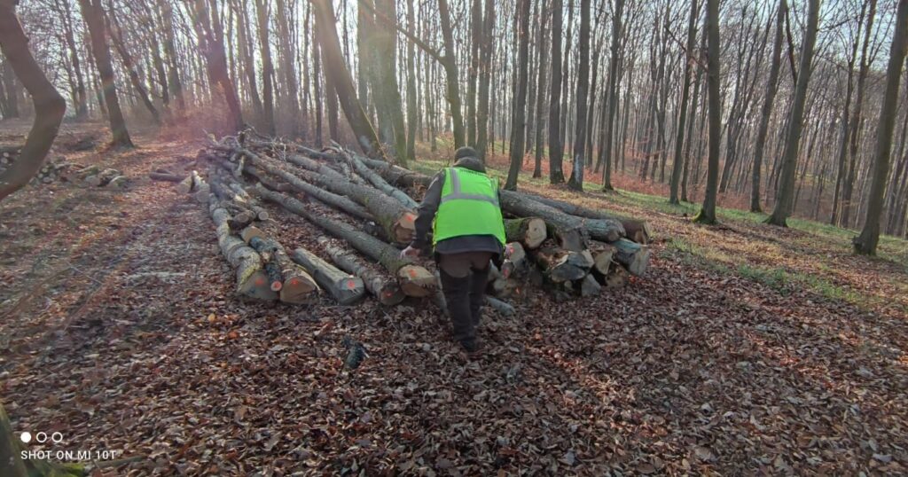 Polițiștii din Beliu au identificat doi bărbați din Archiș, care ar fi tăiat ilegal și sustras 52 de arbori, dintr-o pădure din Beliu