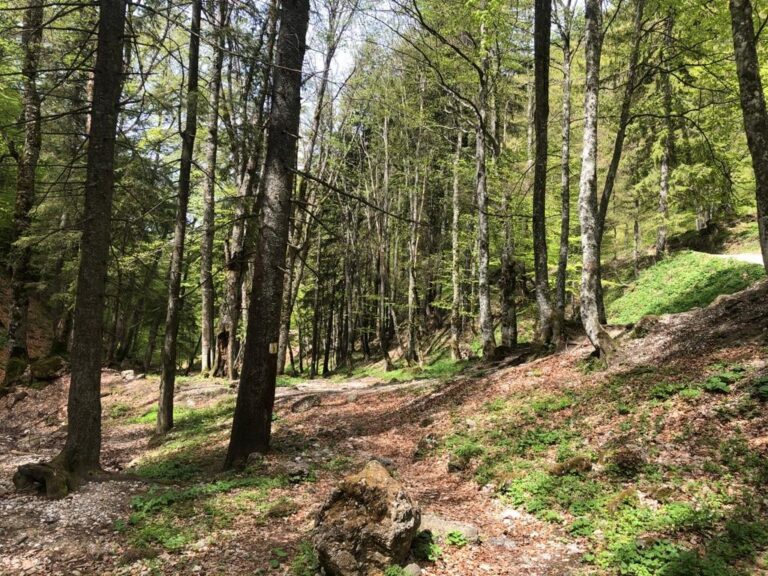 Peste 7.400 de ha de pădure au fost introduse în Catalogul Național al Pădurilor Virgine și Cvasivirgine