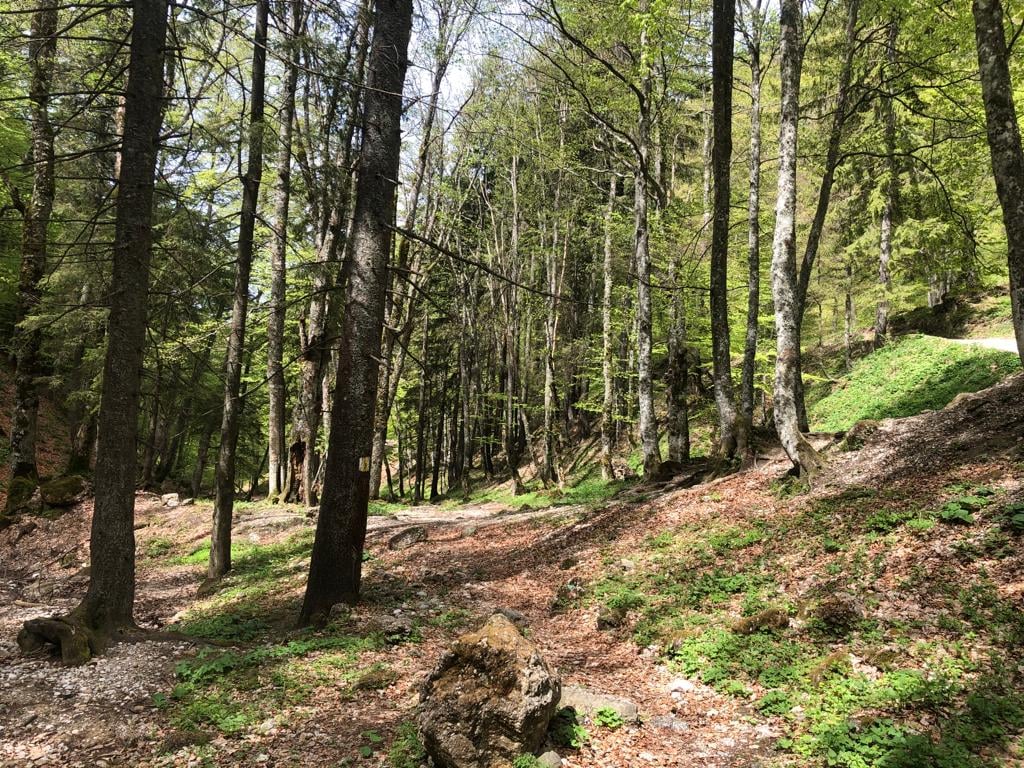 Peste 7.400 de ha de pădure au fost introduse în Catalogul Național al Pădurilor Virgine și Cvasivirgine