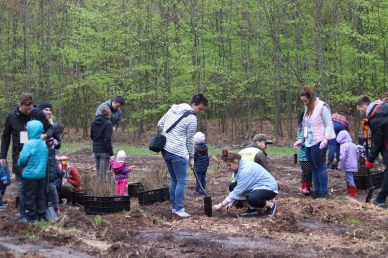 Împădurire în Parcul Natural Apuseni, în Poiana Horea (7 mai) și Padiș – Vărășoaia (14 mai)