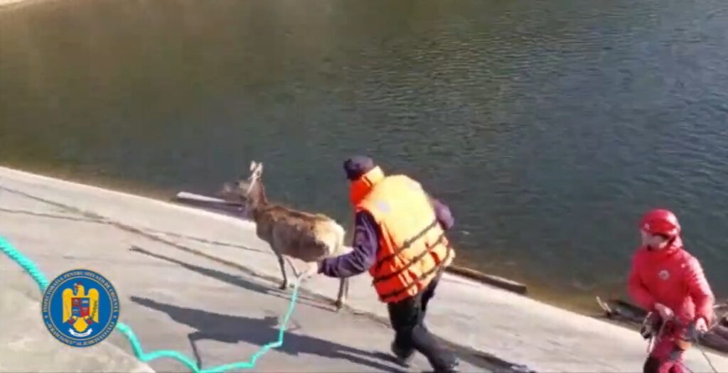 (VIDEO) Un pui de cerb care a înotat în lacul Beliș a fost salvat de pompieri și salvamontiști