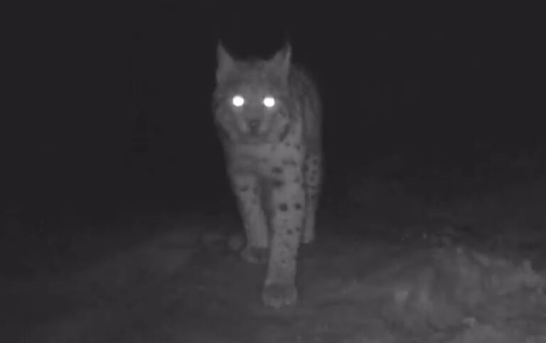 VIDEO rar! Doi râși au fost filmați în Parcul Natural Apuseni: Se estimează că în parc trăiesc  între 20-30 de râși!