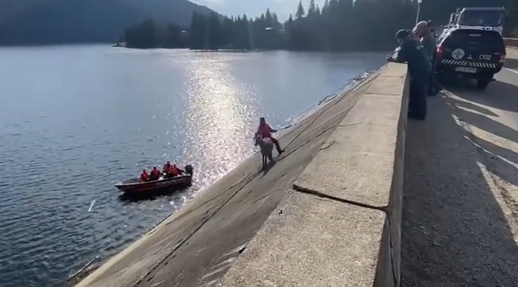 VIDEO cu salvarea ciutei din lacul Beliș