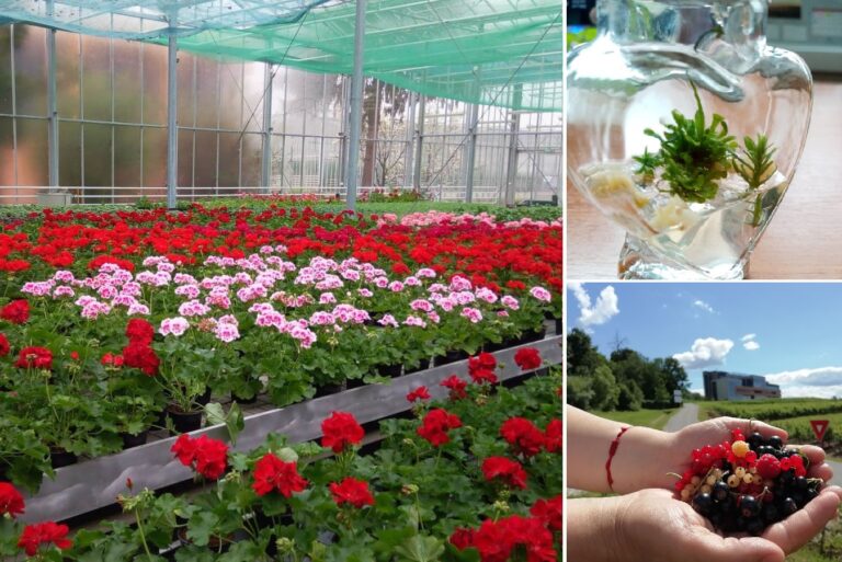 Zilele Horticulturii Clujene