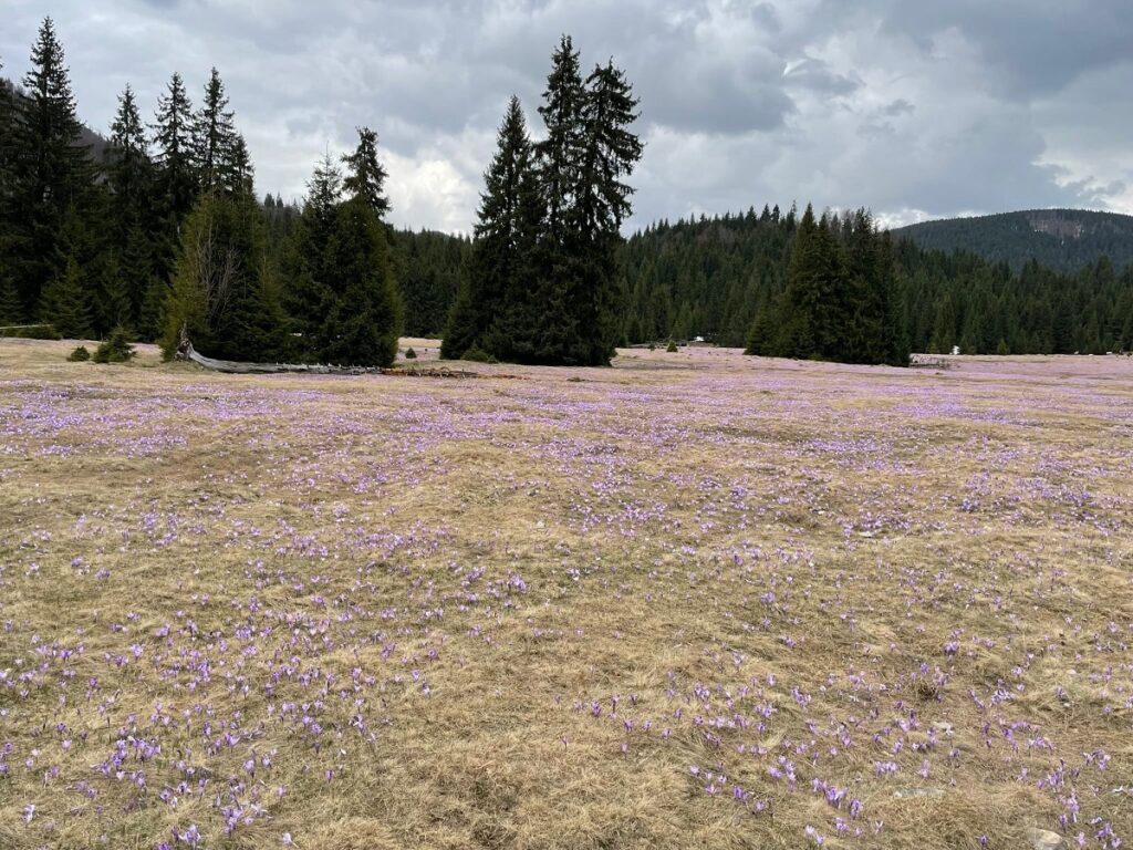 (FOTO) Simfonia Brândușelor în zona platoului Padiș din Munții Apuseni