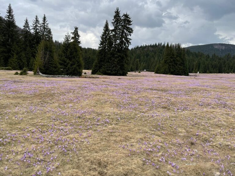 (FOTO) Simfonia Brândușelor în zona platoului Padiș din Munții Apuseni
