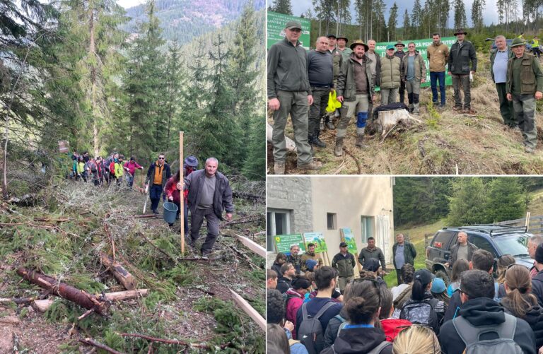 6.000 de puieți de molid și 2.000 de puieți de larice au fost plantați în Poiana Horea