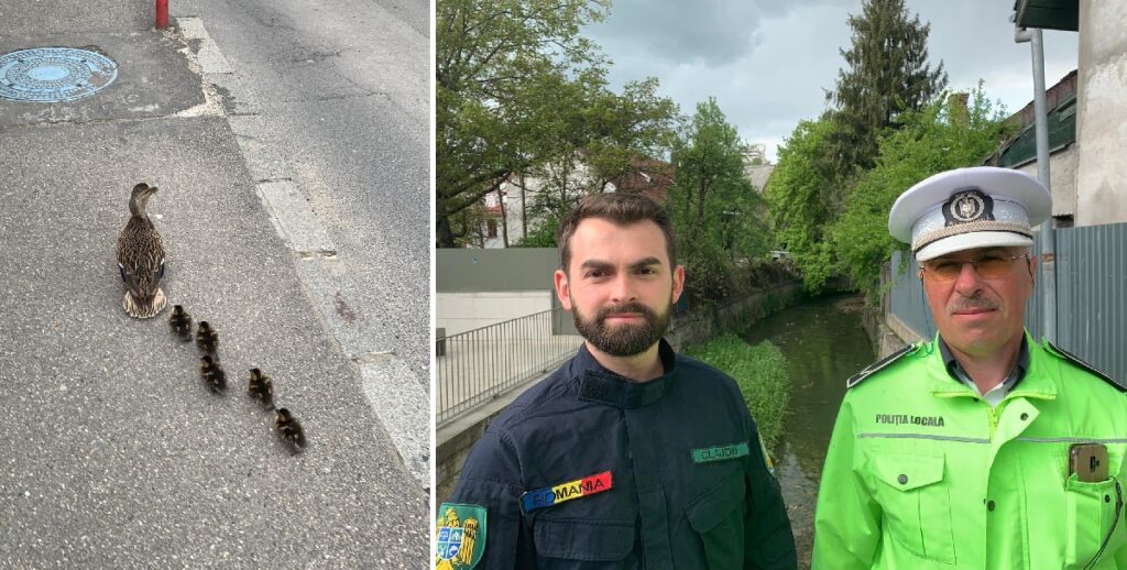 (VIDEO) O rață cu cinci boboci a fost escortată de un POLIȚIST LOCAL prin centrul Clujului