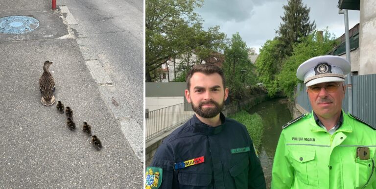 (VIDEO) O rață cu cinci boboci a fost escortată de un POLIȚIST LOCAL prin centrul Clujului