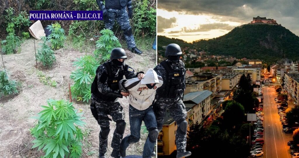 Cinci tineri care aveau o cultură de cannabis la marginea Devei au fost condamnați pentru trafic de droguri