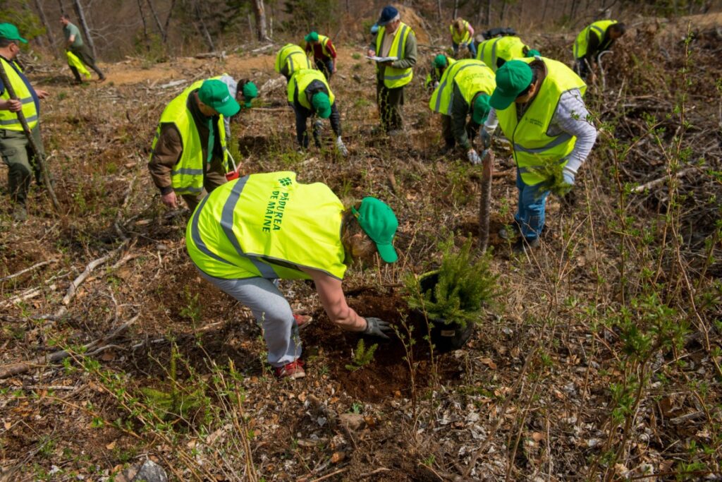 6,5 ha au fost împădurite în Poșaga de Sus, Munții Apuseni, cu 26.000 de puieți de molid și larice