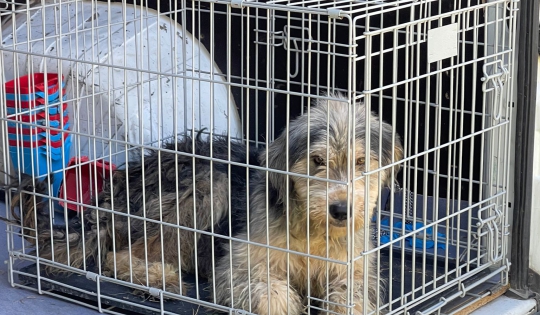 Aproape 100 de câini dintr-o gospodărie au fost plasați în adăpost de polițiștii de la Protecția Animalelor