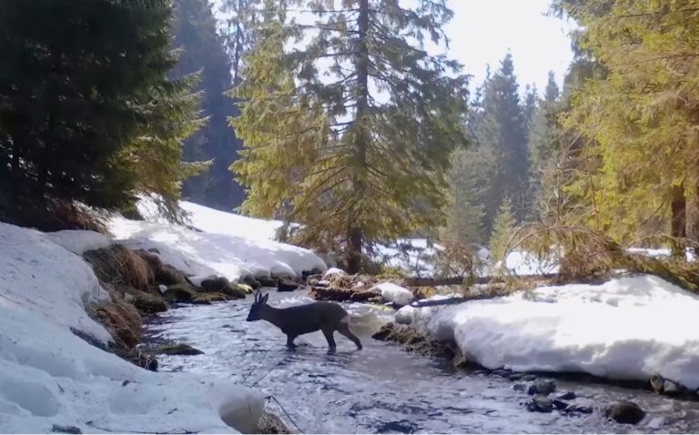 (VIDEO) Iarna încă domnește în Apuseni: Un CĂPRIOR a fost surprins când traversa un râu!
