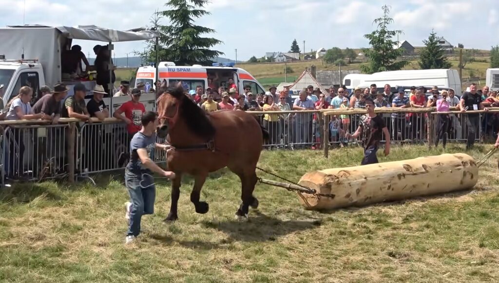 Concursul cu cai de tracțiune și frumusețe revine în Apuseni, la Mărișel