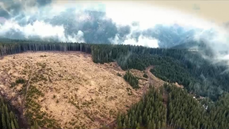 Defrișările în România au ajuns la trei hectare pe oră: 400.000 de hectare de pădure tăiate în România în ultimii 20 de ani