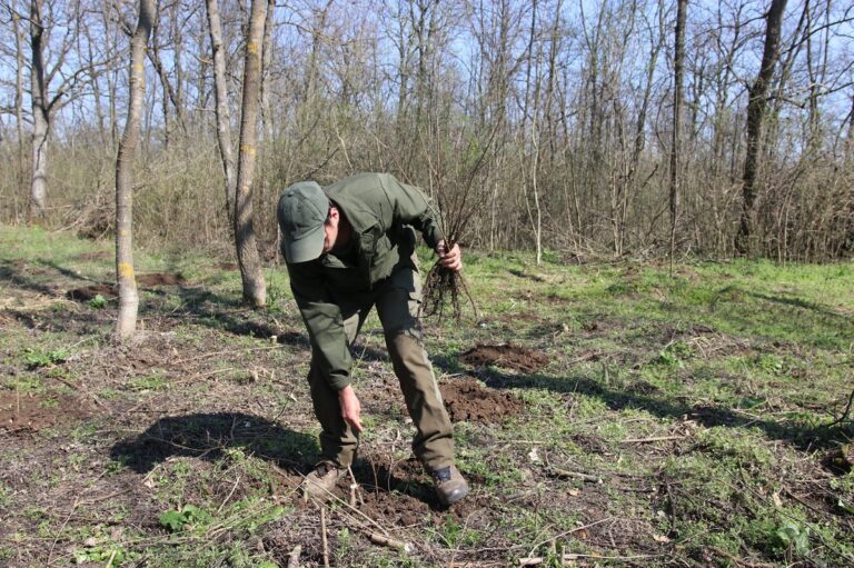 12,9 milioane puieți forestieri au fost plantați în această primăvară