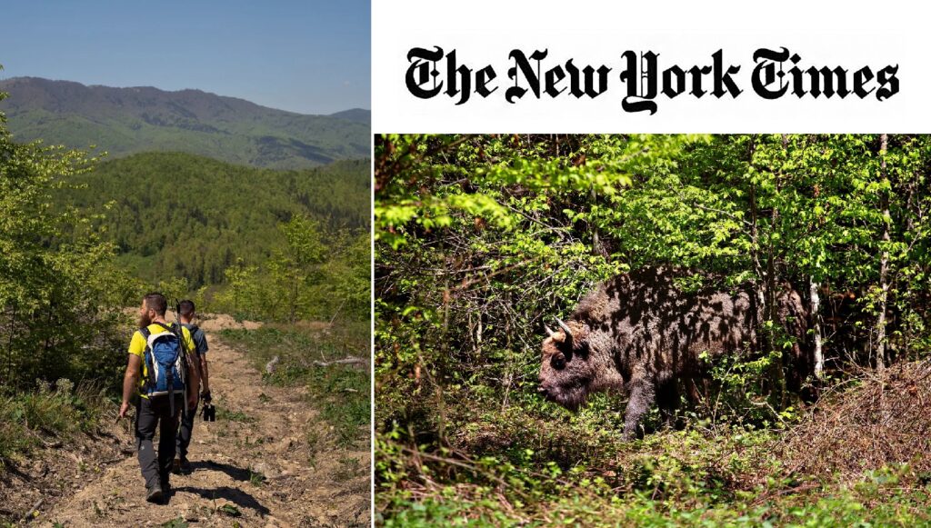 New York Times laudă Transilvania cu ai săi „Alpi” și zimbrii: Vizitați acest safari european!