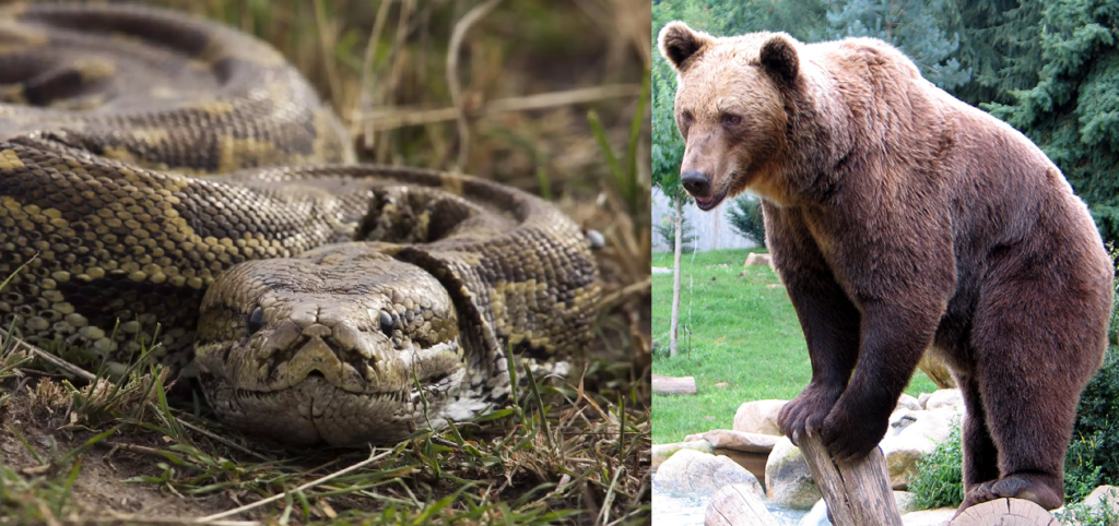 (VIDEO) Urșii lasă loc PITONILOR la poalele Apusenilor: Un piton a fost văzut în zona Făget!