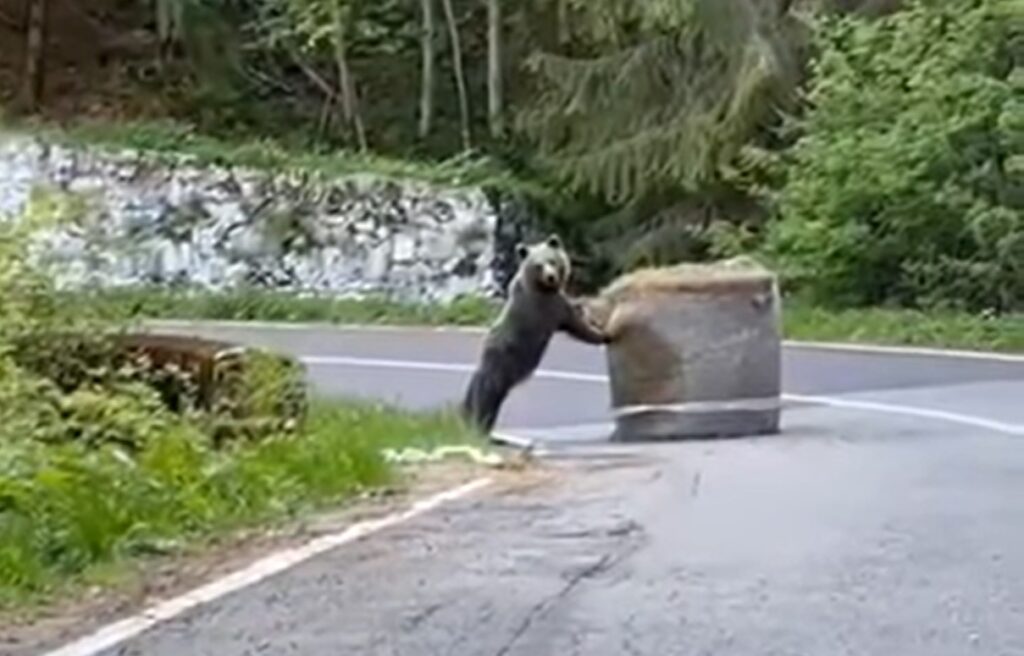 (VIDEO) Un URS a mutat un balot de paie de pe traseul Raliului Argeșului