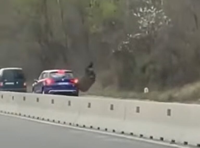 (VIDEO) Un URS a fost lovit de un Mercedes pe DN1: Animalul a zburat 2 metri