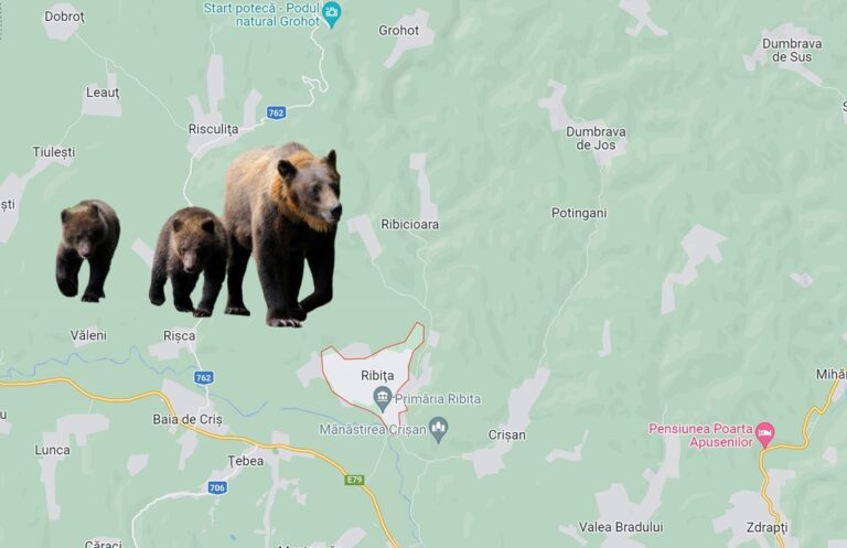 Atenție la URȘI pe Cheile Ribicioarei, spre Grohot! O ursoaică cu doi pui au fost văzuți în zonă!