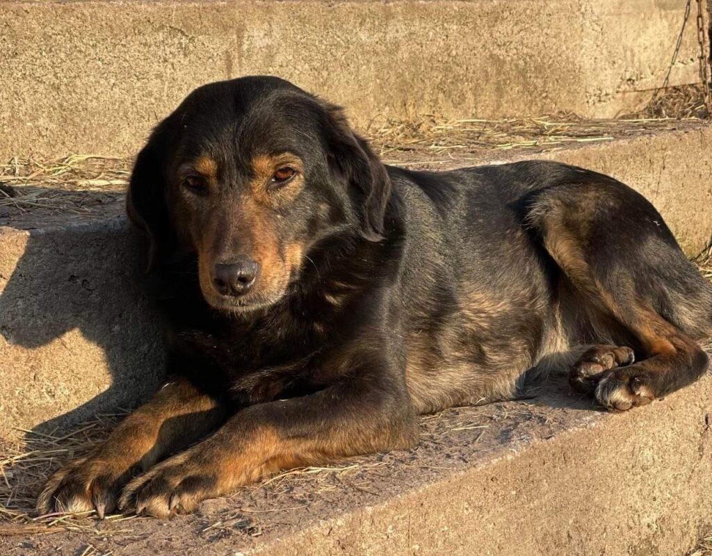 O cățelușă din Brad este dată dispărută: Ajutați-ne sa o găsim pe Ruxy!