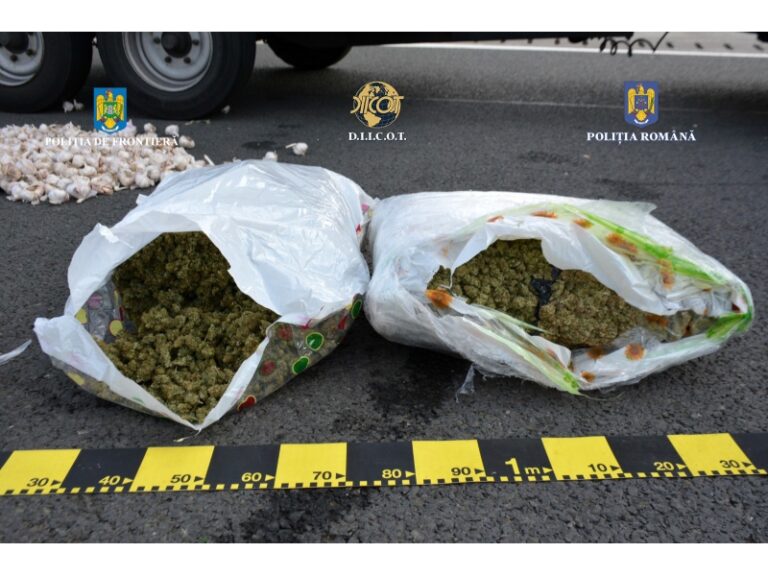 (VIDEO) Ca-n Columbia: 27 kg de cannabis au fost ridicate de polițiști din vestul țării după 25 de percheziții