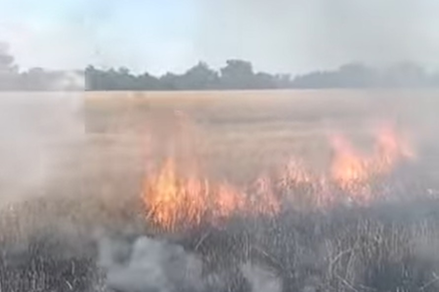 (VIDEO) INCENDIU! 15 hectare de orz au aproape de Arad!