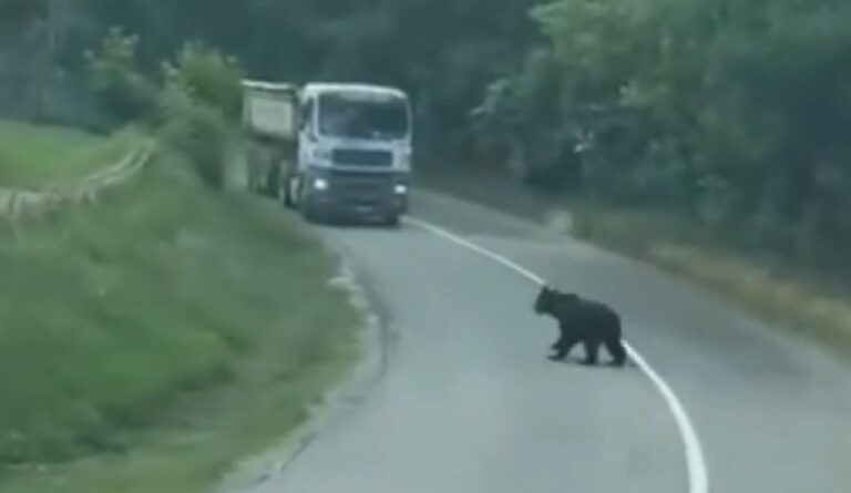 (VIDEO) Un URS a fost filmat pe DN74 Zlatna – Alba Iulia în centrul satului Presaca Ampoiului