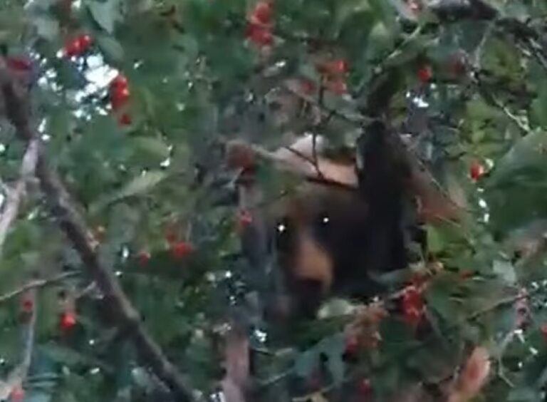 VIDEO Un URS a fost prins la „furat” de cireşe: Ursul s-a delectat de 18 lei/kg
