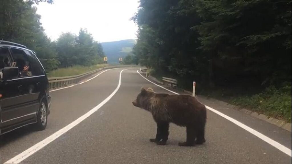 Mesaj RO-Alert: Un urs a fost văzut în Apuseni între Mărișel și Râșca!