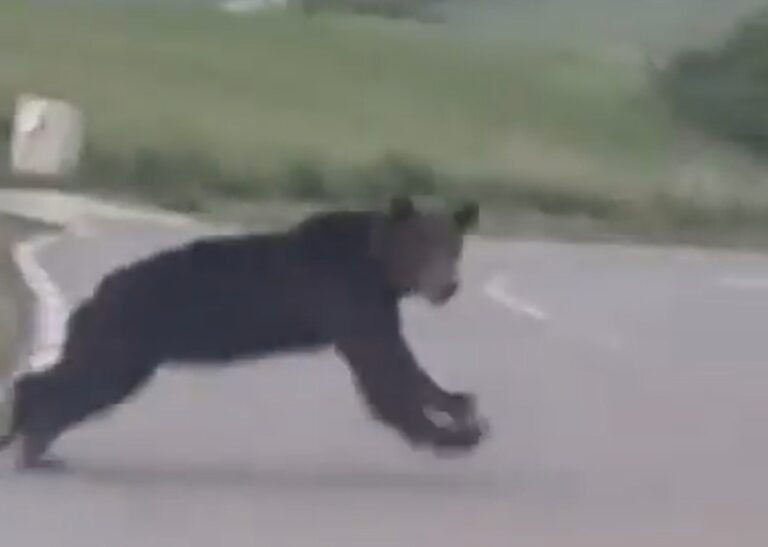 (VIDEO) Un URS a fost filmat la câțiva km de Alba-Iulia: Gonea nebunește pe un câmp!