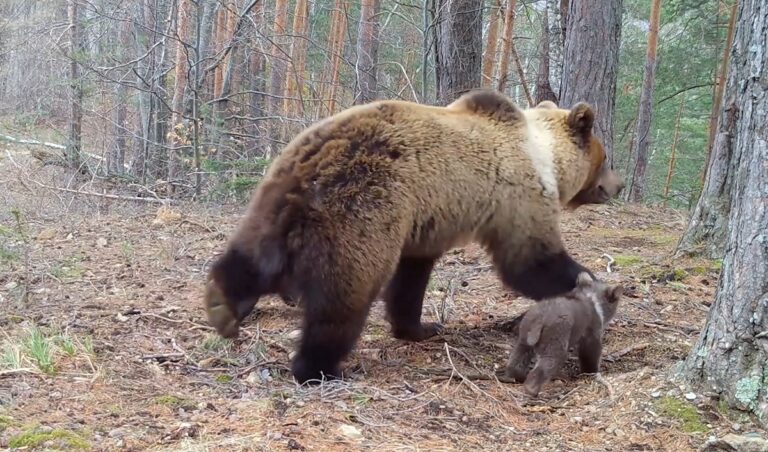 Alertă de urs în satul Ponorel, comuna Vidra