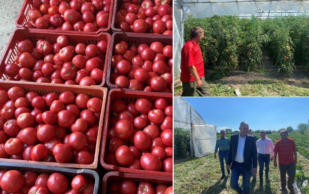 Susținere guvernamentală pentru producătorii locali hunedoreni de tomate