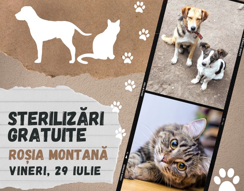 Începe campania de sterilizare a animalelor cu stăpân din Roșia Montană