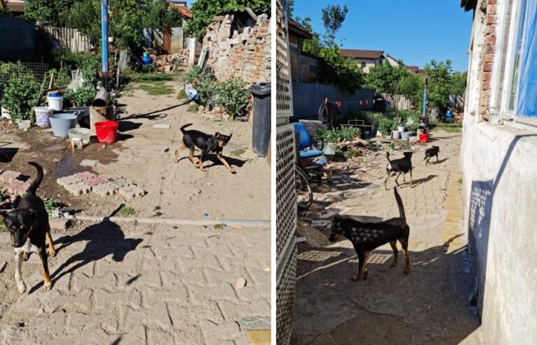 16 câini salvați de polițiștii Biroului Pentru Protecția Animalelor