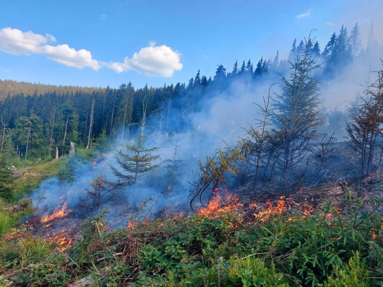Număr mare de incendii în pădurile statului în 2022, inclusiv în cele din Munții Apuseni