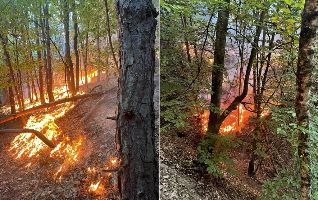 (VIDEO) Incendiu în pădurea din Minișelul de Sus, Tăuț: S-a manifestat pe o suprafață de circa 50 ha